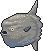 Файл:Ocean sunfish sprite.png