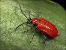 Файл:Vermin-Beetle(red).jpg