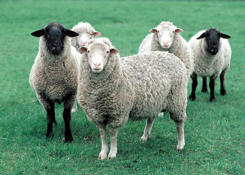 Файл:Whole Sheep.jpg