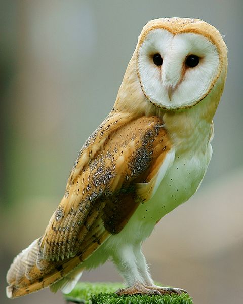 Файл:Tyto alba -British Wildlife Centre, Surrey, England-8a (1).jpg