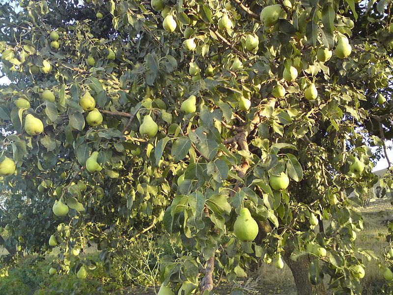 Файл:Pear tree in Hamedan Iran.jpg