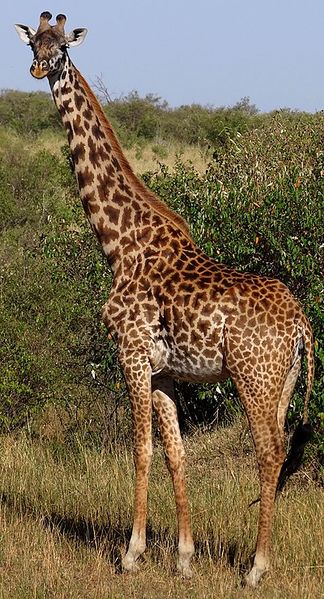 Файл:Giraffe.jpg