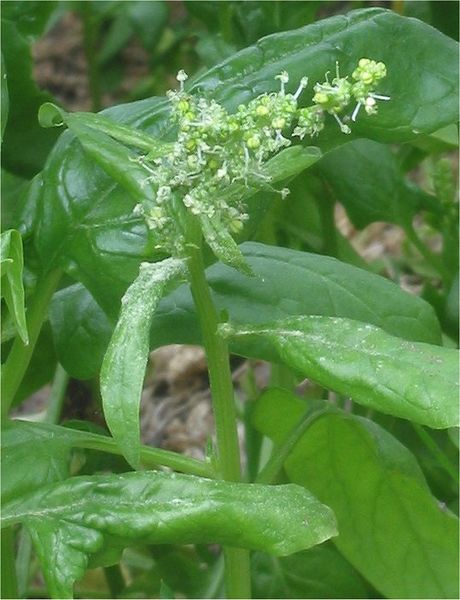Файл:Spinacia oleracea Spinazie bloeiend.jpg