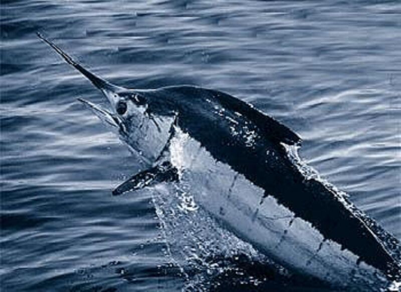 Файл:Atlantic blue marlin.jpg