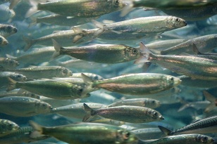 Файл:Vermin-Herring.jpg