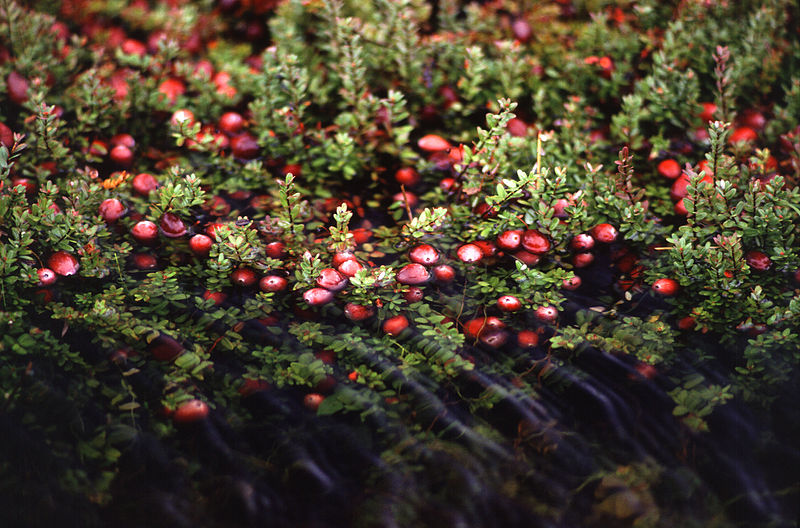 Файл:Cranberry bog.jpg