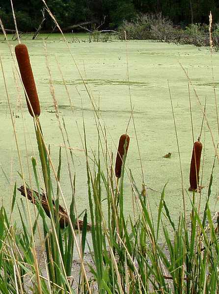 Файл:Typha-cattails-in-indiana.jpg