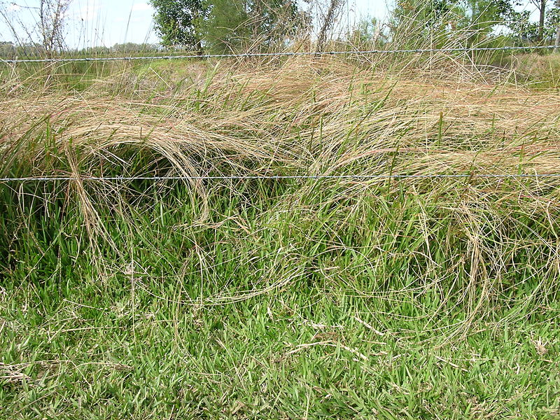 Файл:Axonopus fissifolius habit (6920114773) (2).jpg