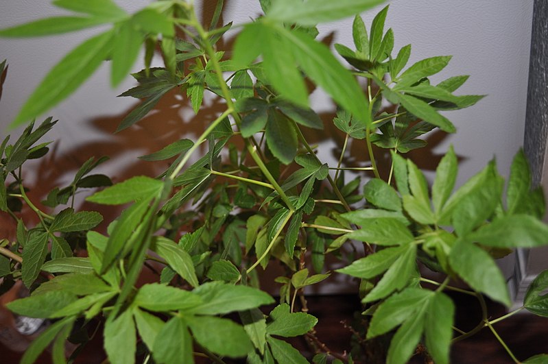 Файл:Hibiscus cannabinus0.jpg