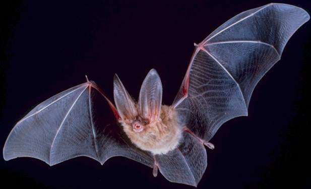 Файл:Big-eared-townsend-fledermaus.jpg