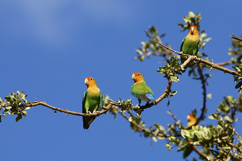 Файл:Agapornis roseicollis -Etosha National Park, Namibia-8.jpg