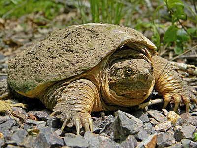 Файл:Common Snapping Turtle.jpg