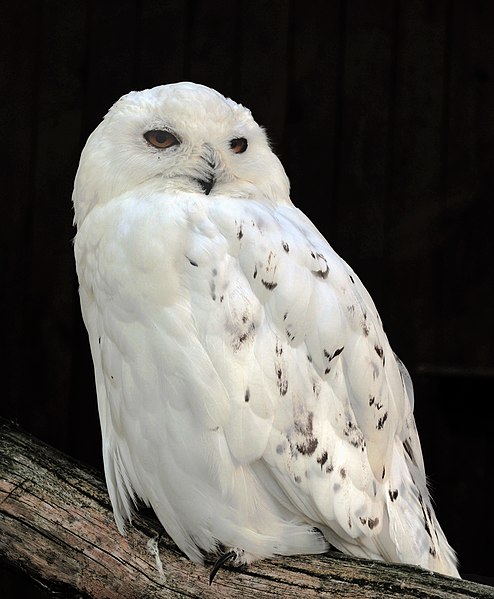 Файл:Bubo scandiacus (Linnaeus, 1758) Male.jpg