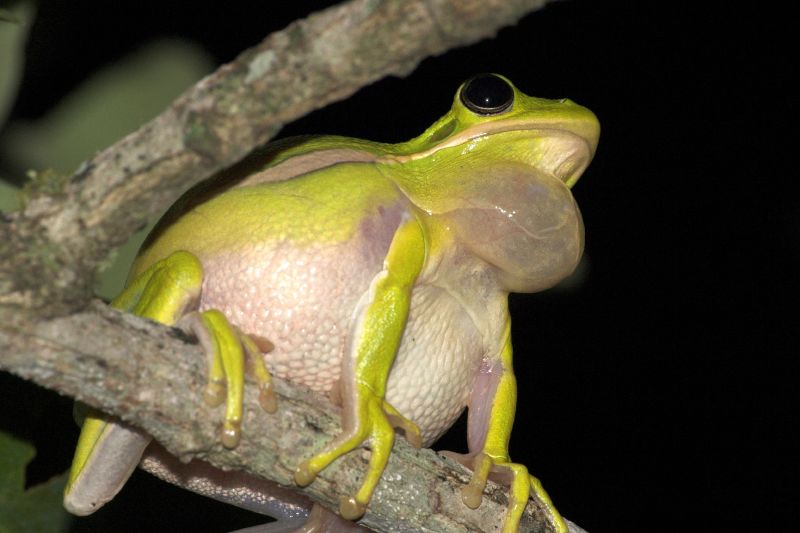 Файл:Hyla cinerea - distended vocal sac.jpg