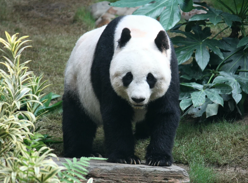 Файл:Panda.png