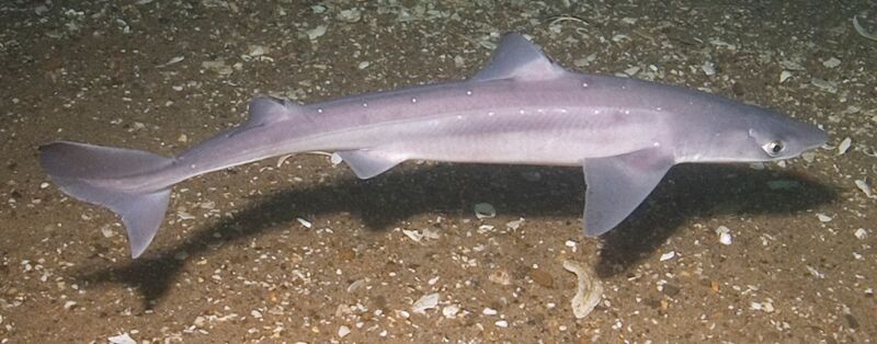 Файл:Squalus acanthias stellwagen.jpg