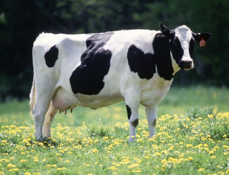 Файл:Cow female black white.jpg