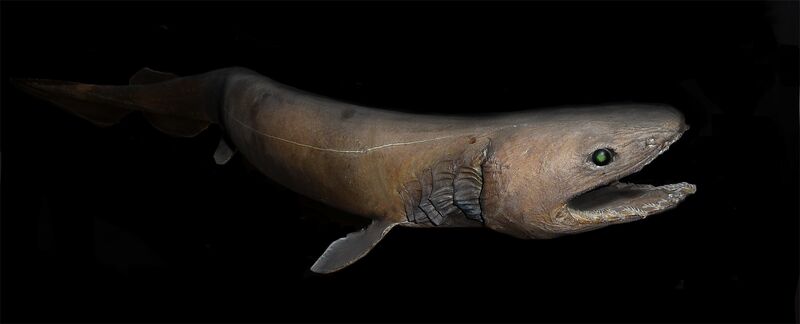 Файл:Chlamydoselachus anguineus2.jpg