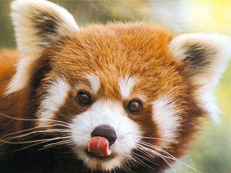 Файл:Red-Pandas-the-alliance-of-red-panda-believers-19591990-1024-768.jpg