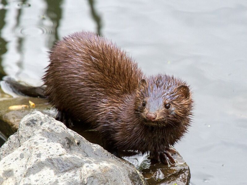 Файл:Mink.jpg