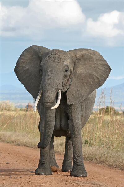 Файл:African Bush Elephant.jpg