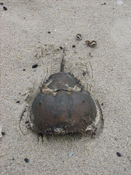 Файл:Horseshoe Crab 3.jpg