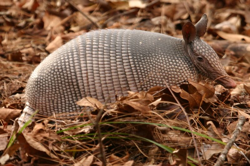 Файл:Armadillo2.jpg
