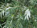 1280px-Salix alba leaves.jpg