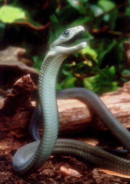 Файл:Dendroaspis polylepis by Bill Love.jpg