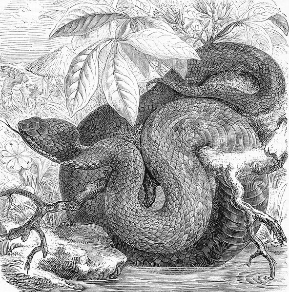 Файл:Giant copperhead snake preview.jpg