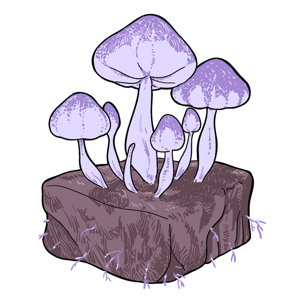 Файл:Mature Plump helmets draw.png