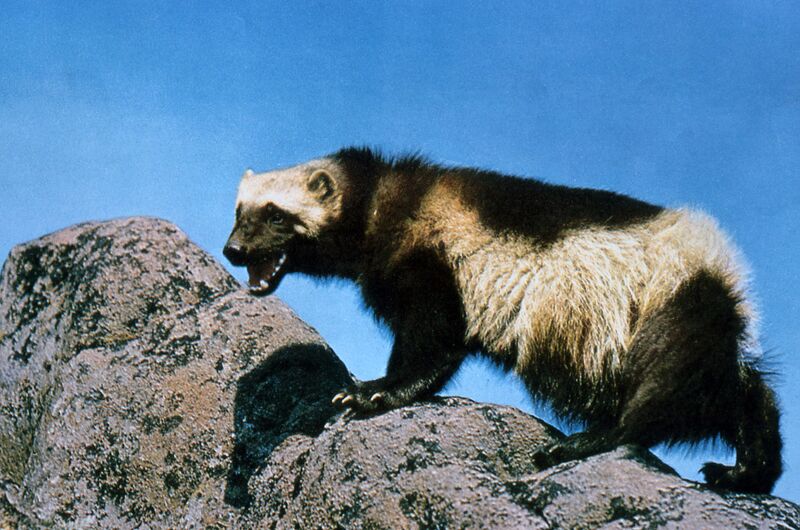 Файл:Wolverine on rock.jpg