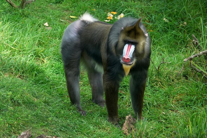Файл:Mandrill at SF Zoo.jpg
