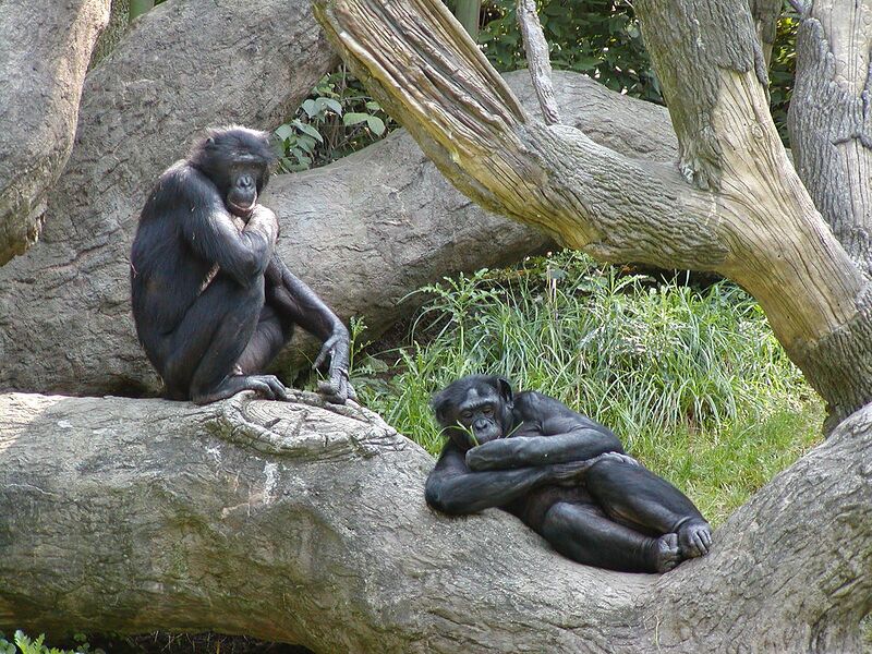 Файл:Bonobo.jpg