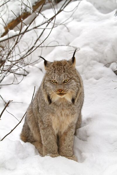Файл:Lynx.jpg