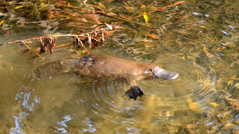 Файл:Wild Platypus 4.jpg