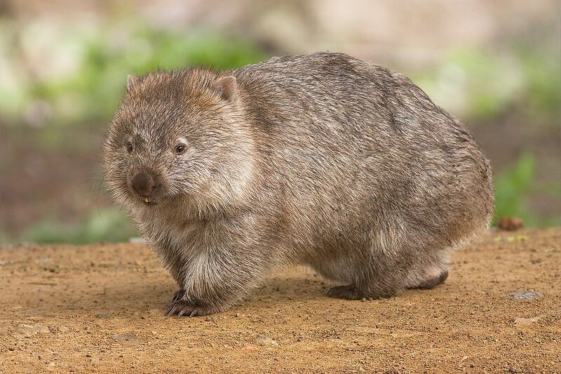 Файл:Wombat.jpg
