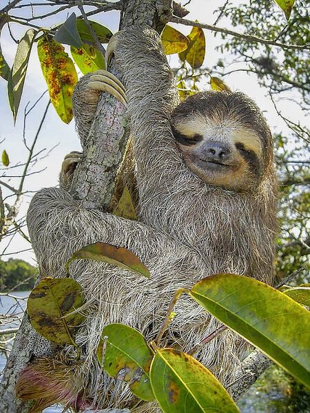 Файл:Sloth.jpg